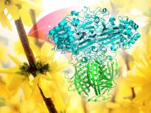 Image of lignin protein set against a background of forsythia flowers