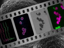 microbes and film