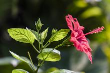 A photograph of Hibiscus rosa sinensis in bloom