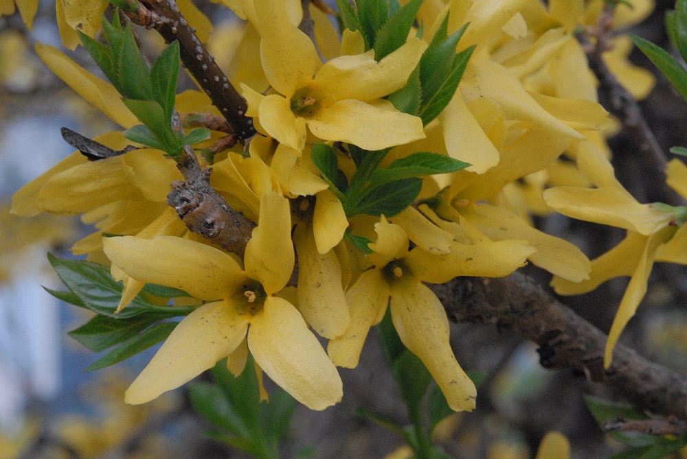 Closeup image of flowers on the forsythia plant.