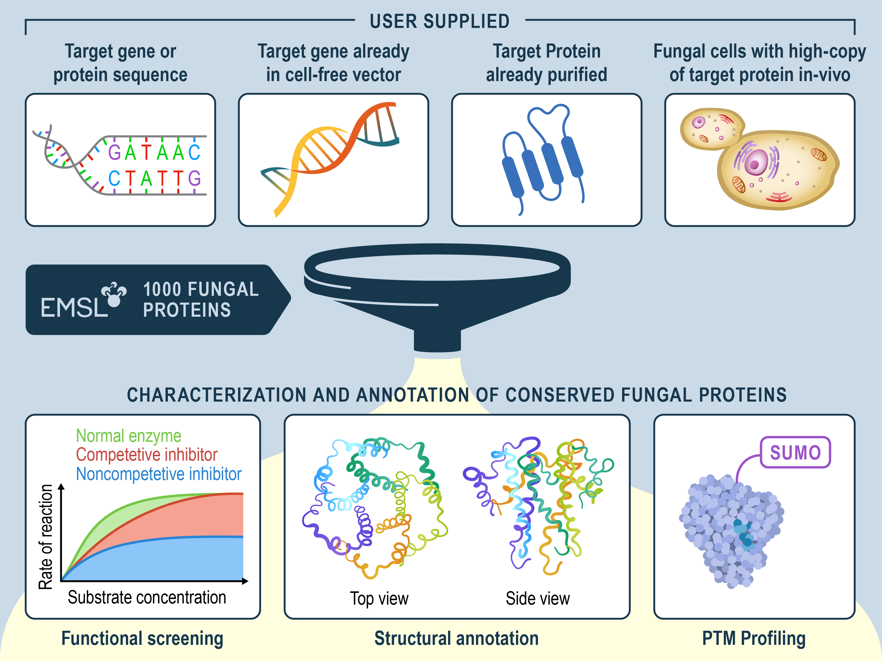 Process for Fungal Proteins