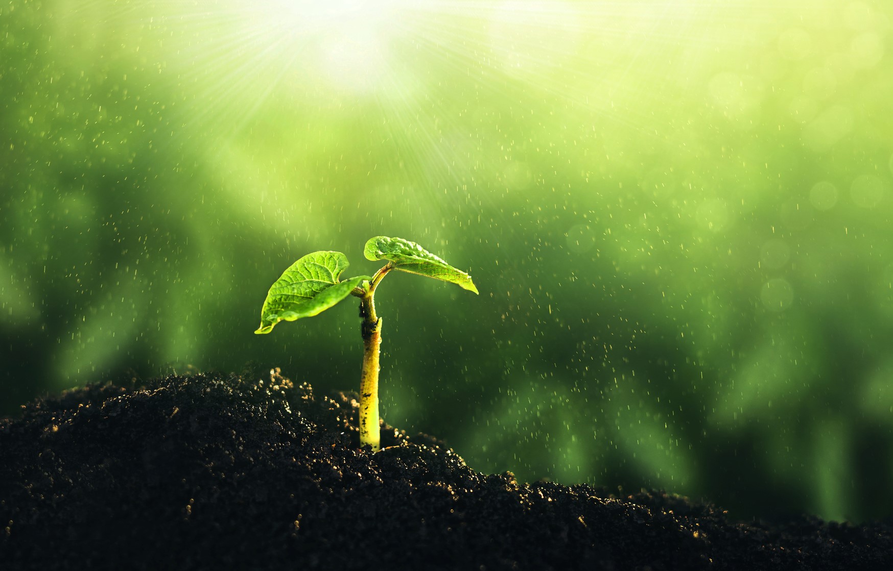plant in soil