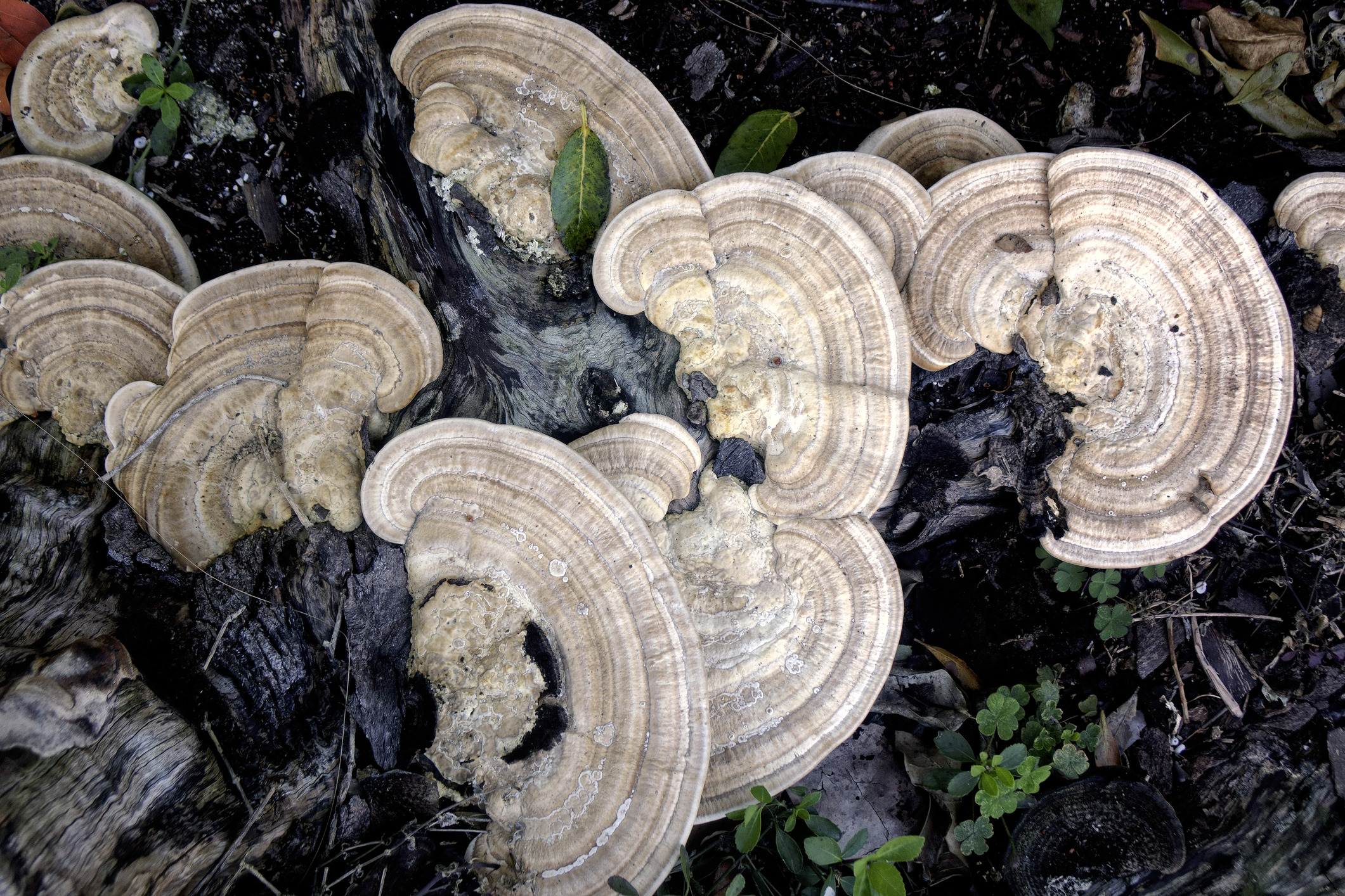rot fungi