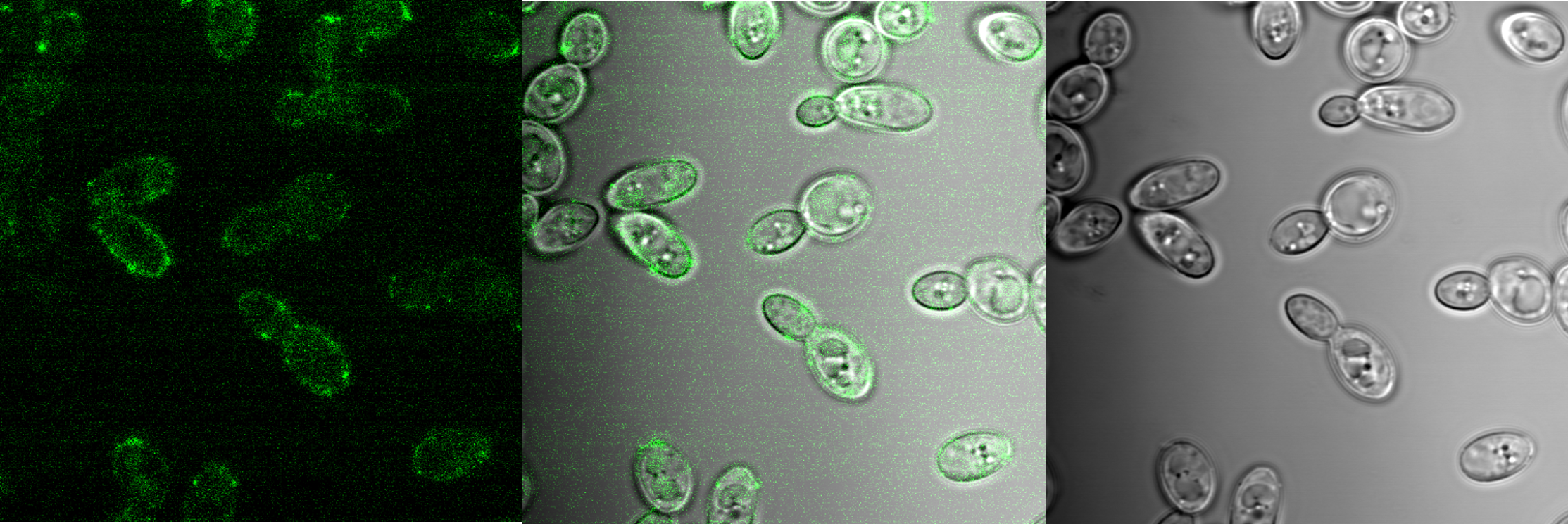 three panels of probe images of Yarrowia lipolytica