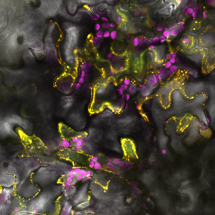 Image from Structure Illumination Microscopy at cell membrane level