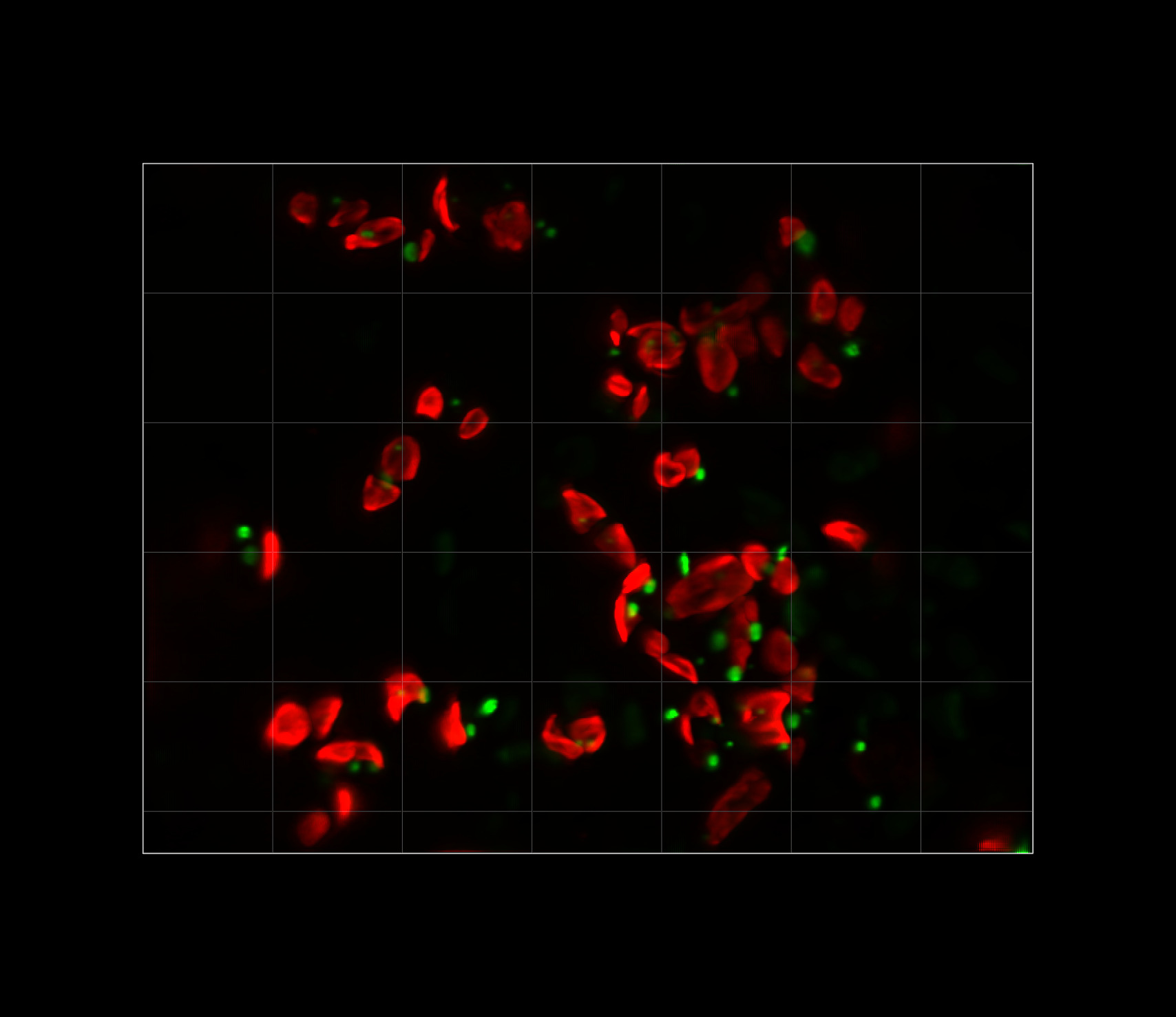 Lattice-Light Sheet fluorescent image of Nitzschia inconspicua. The red is chlorophyll. The green is dye-stained lipid droplet.