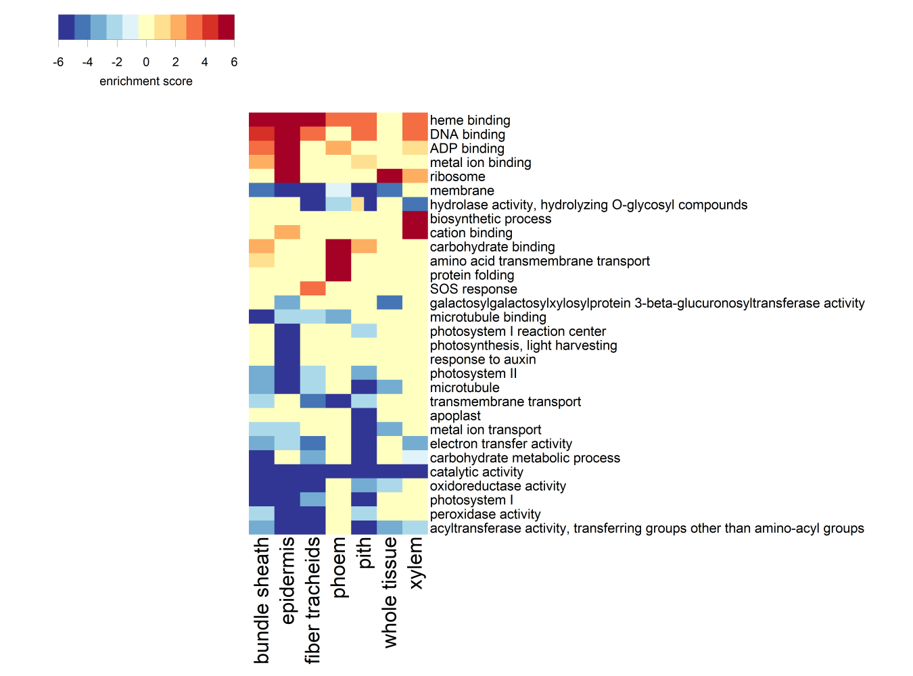 Heatmap with rows labeled by various biological processes such as "heme binding," "DNA repair," and "photosynthesis," and columns labeled with tissue types like "buds and scales," "fibrous roots," "tap roots," "juvenile leaves," and "white spruce needles." Each cell within the heatmap represents a numerical value indicated by a color gradient from red through blue, suggesting differential activity or expression levels of the processes across the tissues.