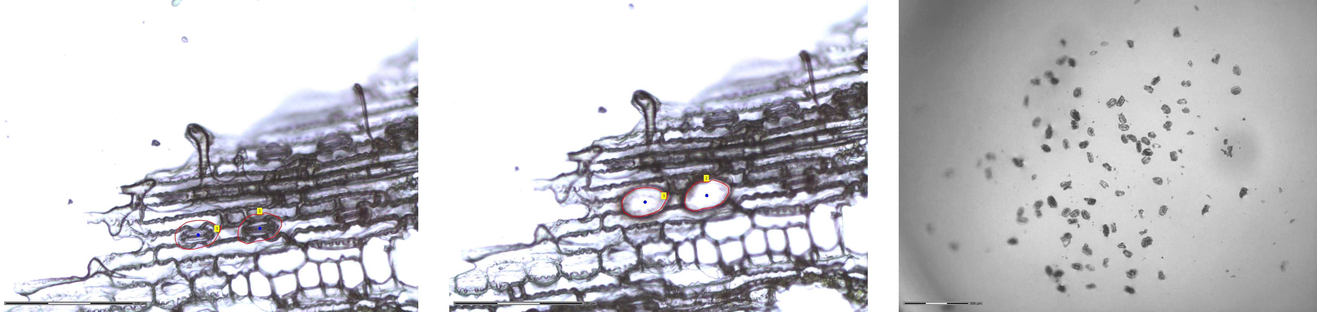The first image shows stomata cells before laser capture microdissection. The second image shows stomata cells after laser microdissection. The third image shows collected tissue in a nanoPOTS chip. 