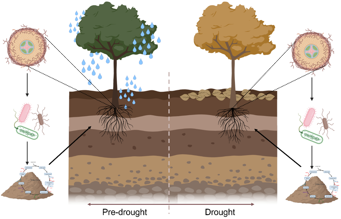 Diagram comparing tree health and soil conditions before and during a drought. On the left, a tree with green leaves and a detailed cross-section showing healthy soil layers and active root systems. On the right, a tree with brown leaves and soil cross-section showing dry, compact layers with less active roots.