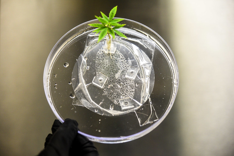 a transparent, round RhizoChip holds a growing plant