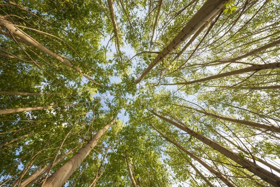 view from ground of trees above