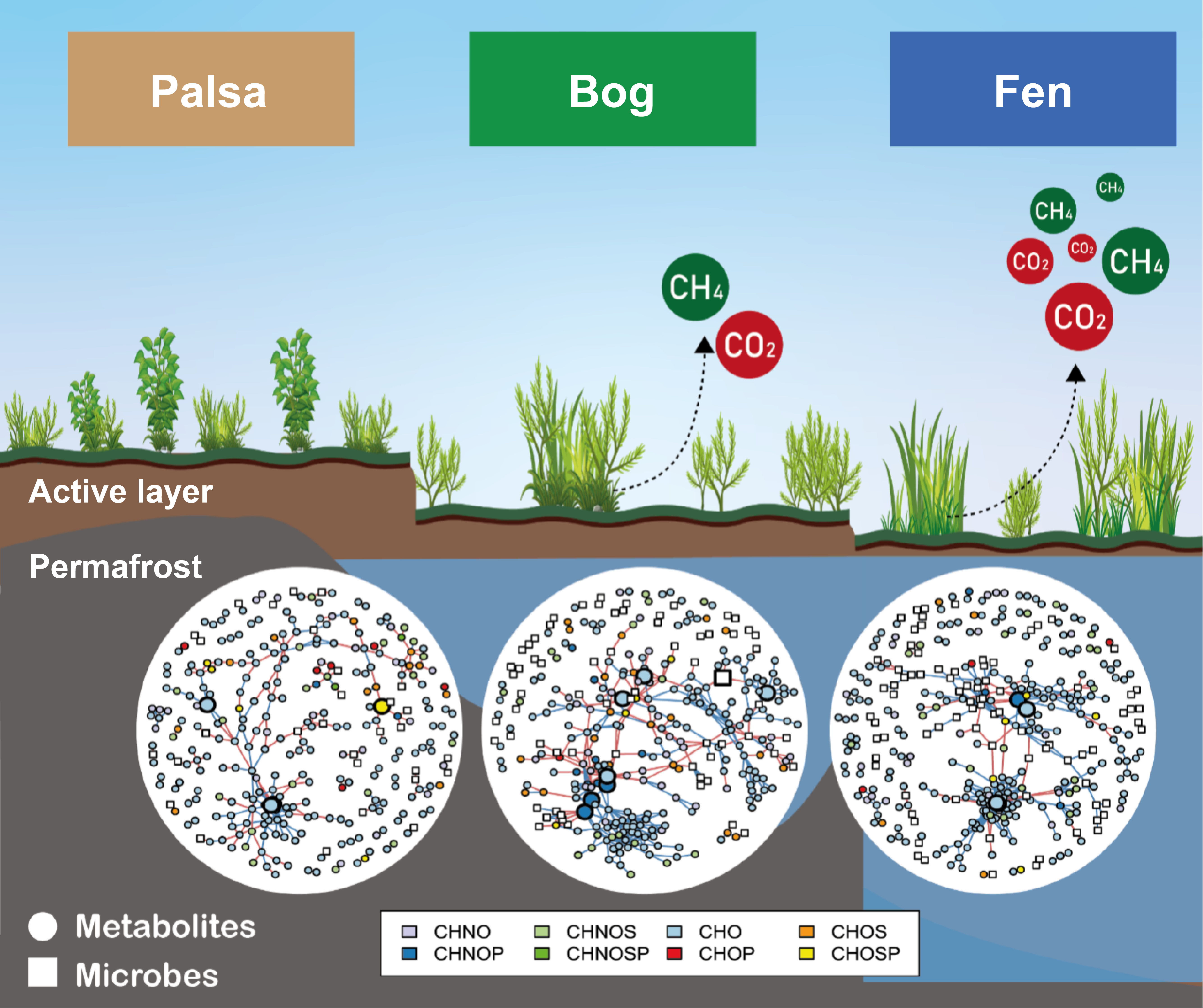 Visual representation of a permafrost thawing gradient at the Stordalen Mire study site, a peatland located in Northern Sweden. This site showcases different stages of thawing: intact (Palsa), partially thawed (Bog), and fully thawed (Fen) peat. The bottom displays a representation of microbial–metabolite co-occurrence networks colored by the elemental compositions of metabolites. Metabolites are represented as circles, and microbial taxa as squares. 