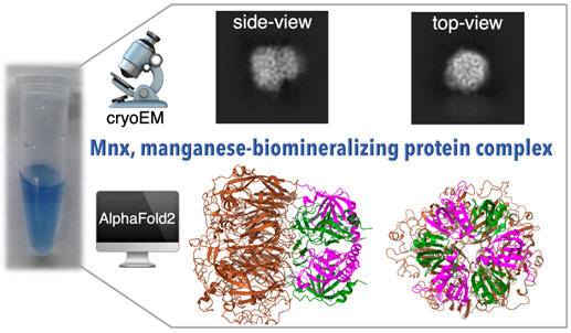 Mnx, magnanese-biomineralizing complex