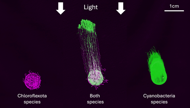 Diagram showing Chloroflexota species on the left, Cyanobacteria species on the right and both species together in between them.