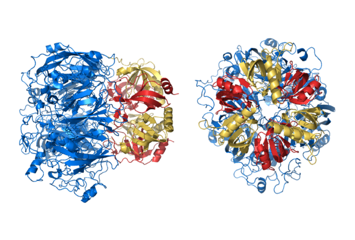 proteins and protein complexes