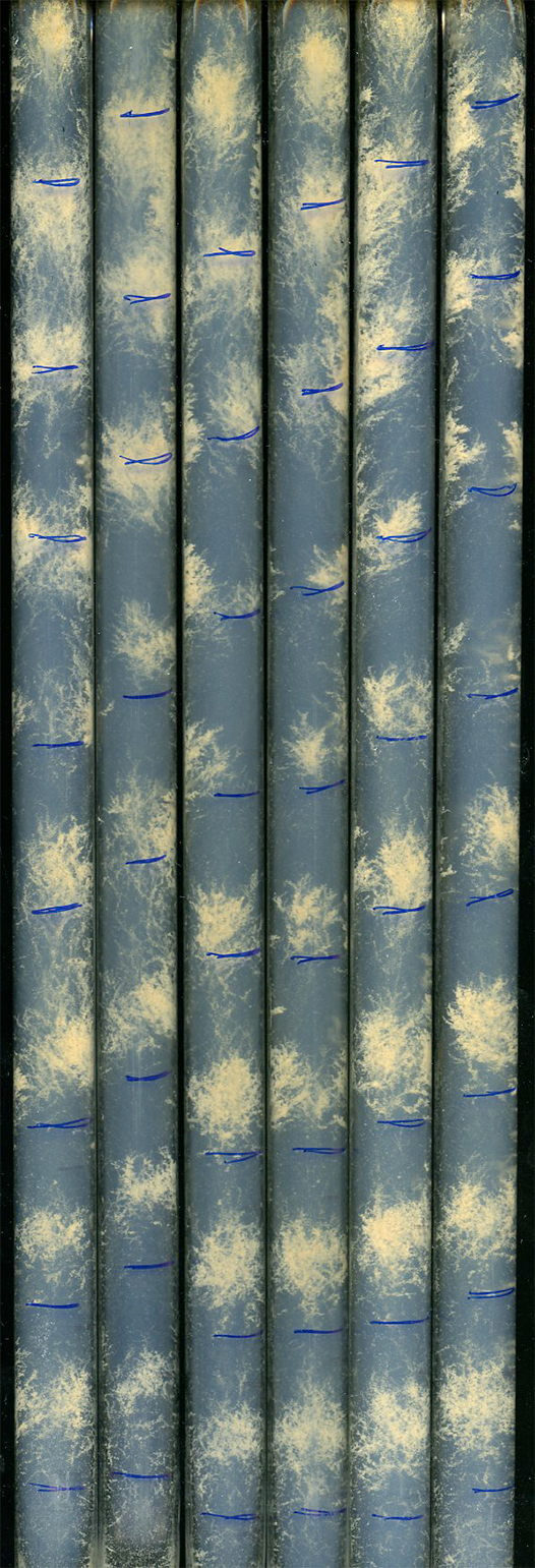 Photo of Neurospora crassa fungi having moved through race tubes.