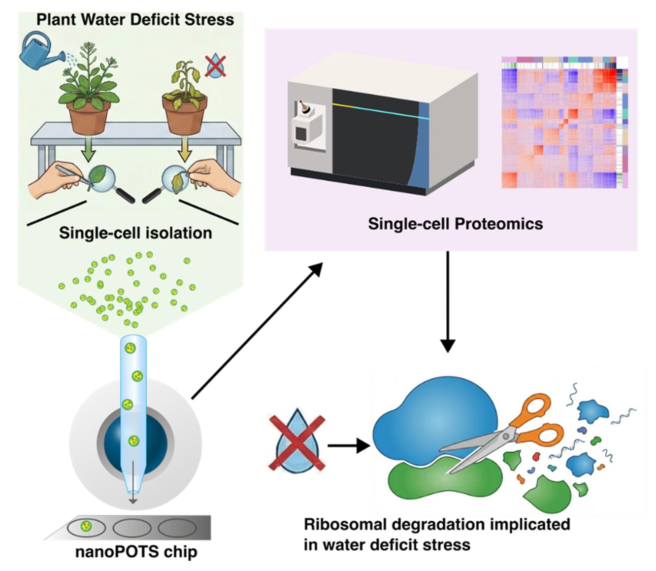 Graphic featuring the words Plant Water Deficit Stress, above a well-watered plant and one without water. Microscopes are held above a leaf from each with the words Single-cell isolation and cells falling into a pipette that then drops them onto a nanoPOTS chip. An arrow then points to a machine and the words Single-cell Proteomics. A final arrow points to scissors cutting through two blobs without water  above the words Ribosomal degradation implicated in water deficit stress.