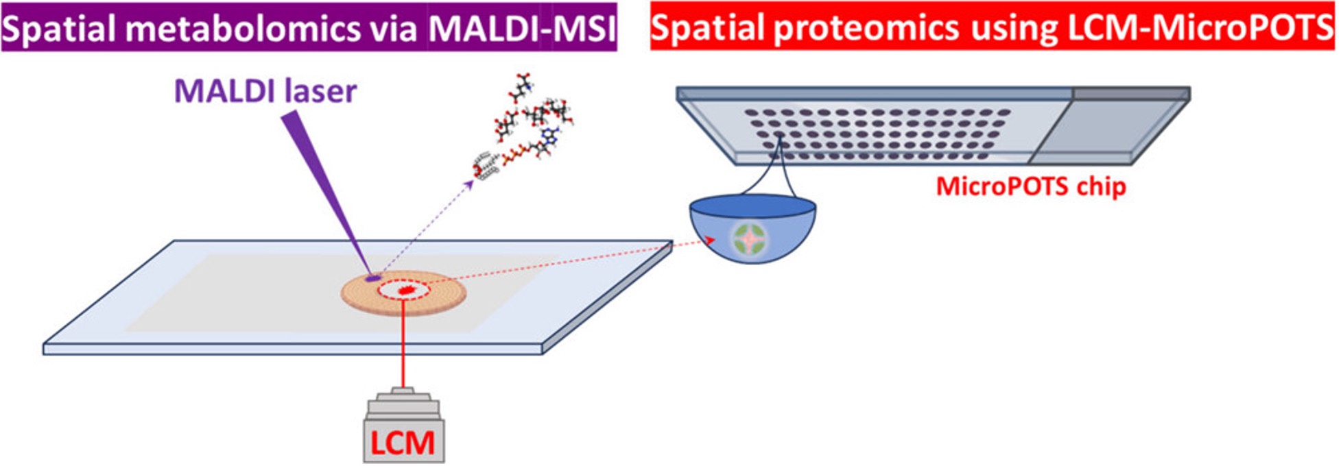 A graphic depicting the flow of how metabolome-informed proteome imaging from the same tissue section (MIPII-STS) works.