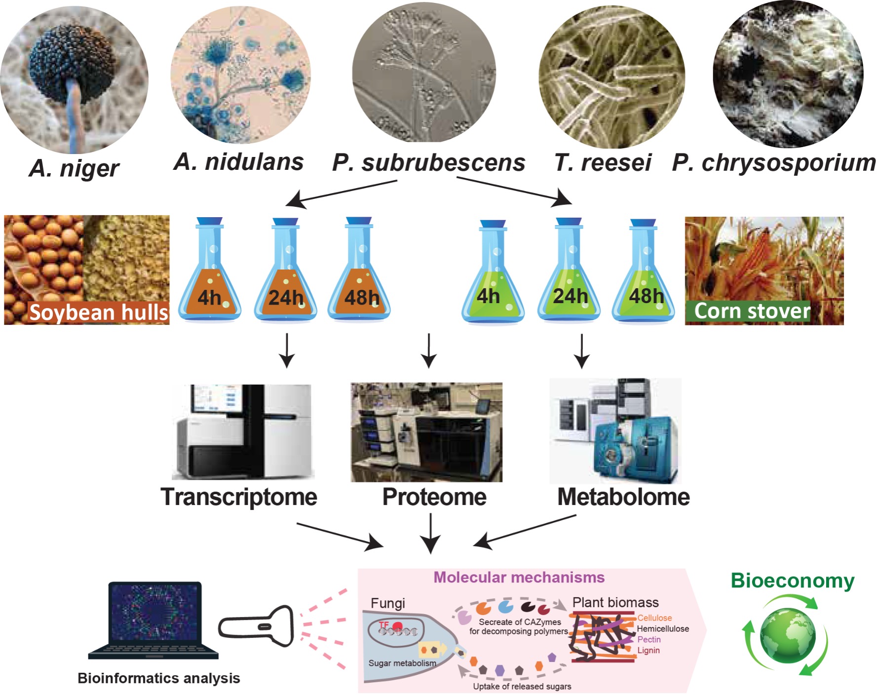 A diagram depicting the process by which scientists evaluated divergent molecular mechanisms for fungal plant biomass conversion.