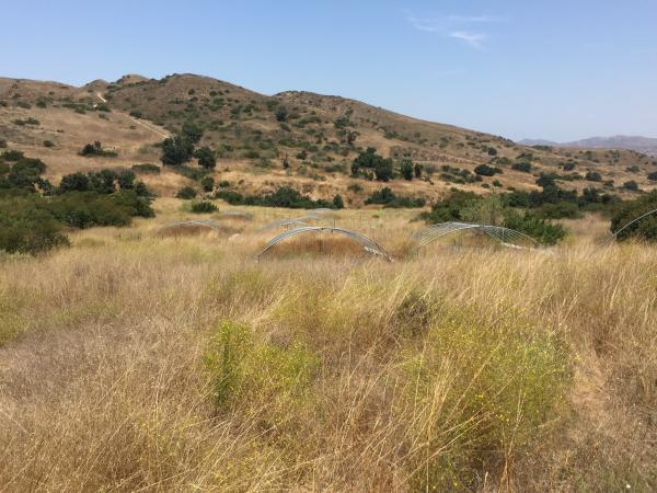 grassland ecosystem in California