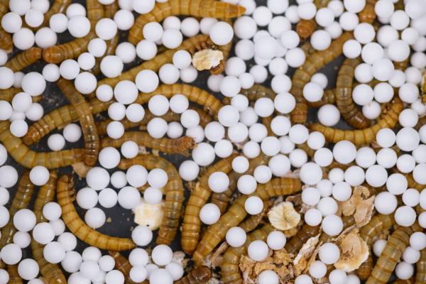 yellow mealworms degrading plastic