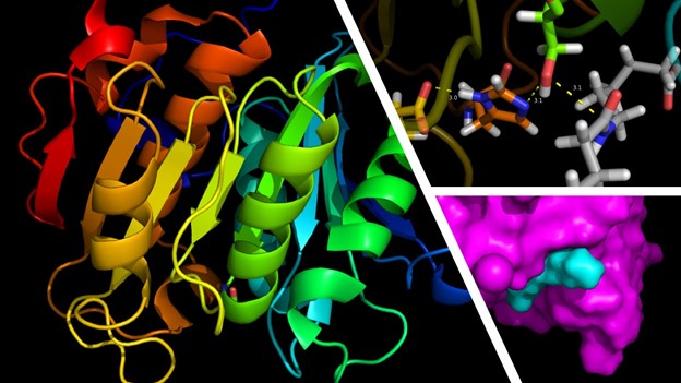 enzymes