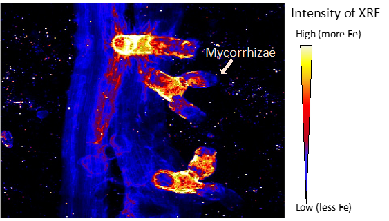 fluorescent image of ecotomycorrhizal fungi