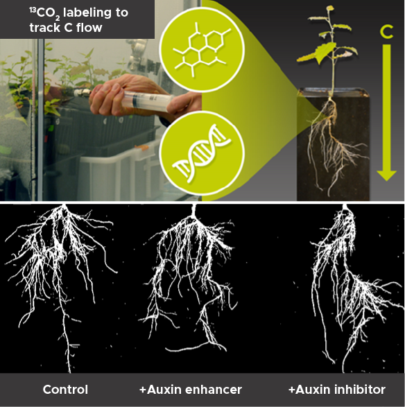 carbon dioxide labeling to track carbon flow