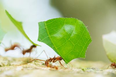 leaf cutter ants