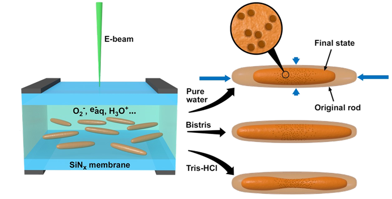 iron redox cycling