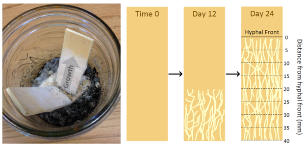 experiment to measure hyphae growtn and metabolic extraction