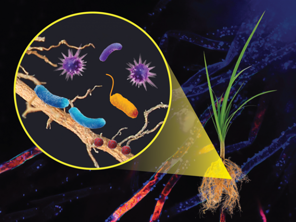 Illustration of long orange and blue microbes. Microbes exist in almost all environments across the globe. 