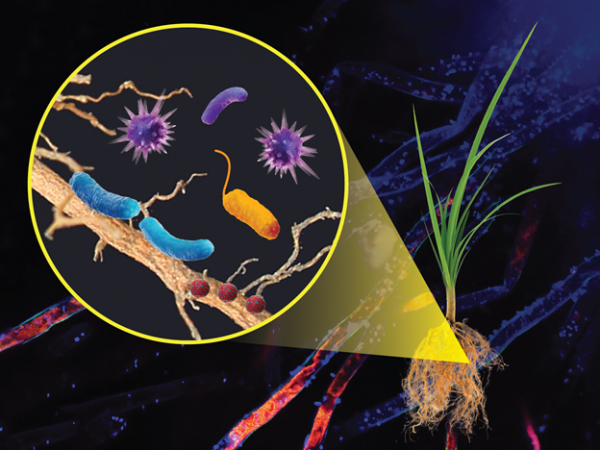 Illustration of long orange and blue microbes. Microbes exist in almost all environments across the globe.