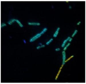 NanoSIMS image of microbes interacting