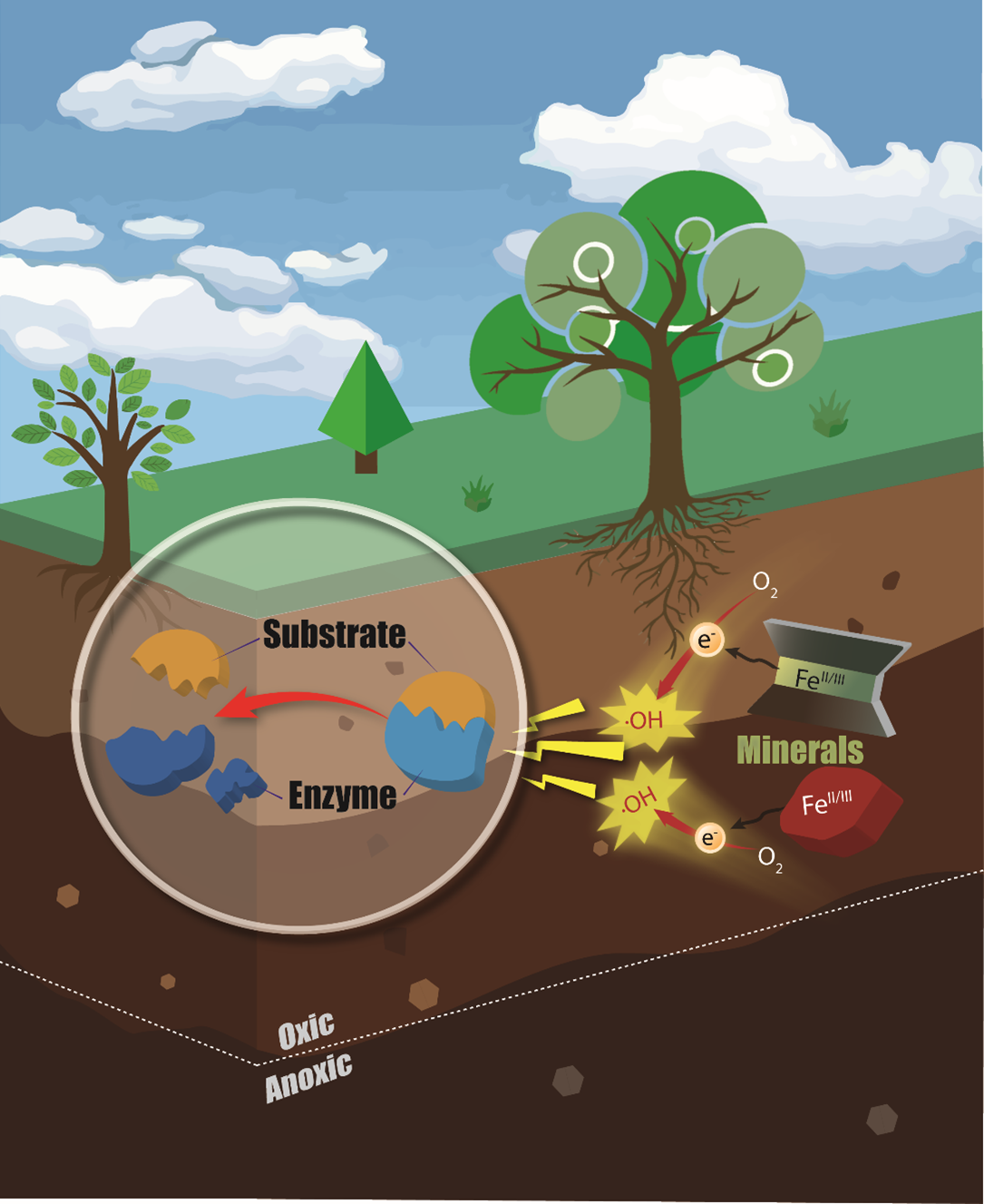 production of reactive oxygen species