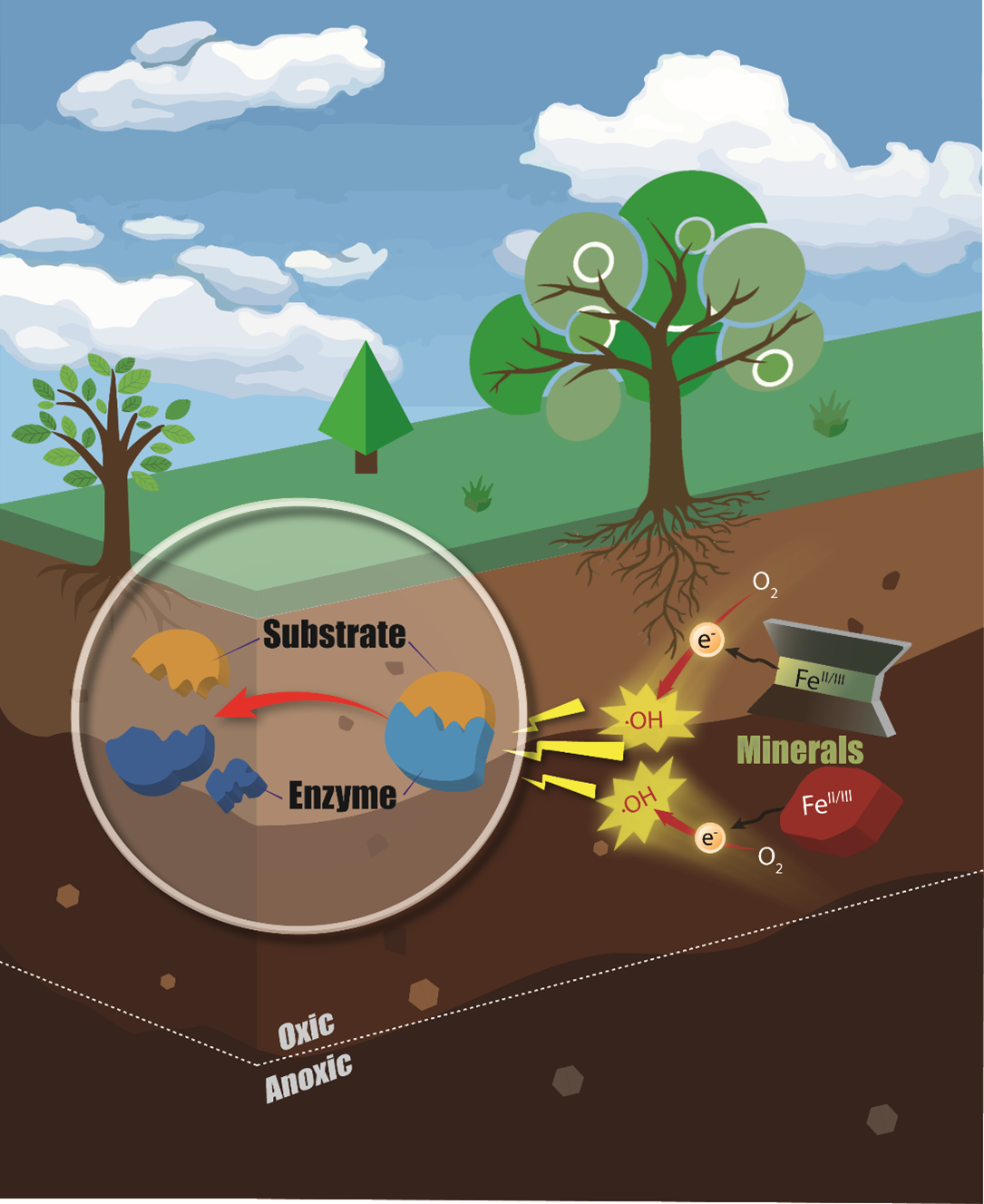 production of reactive oxygen species 