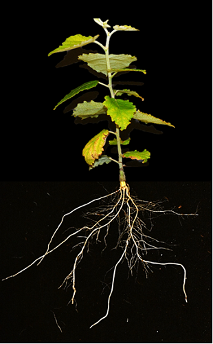 Photo of a poplar plant showing roots, stems, and leves.