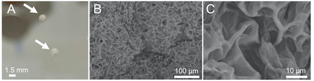 bioprinted synthetic soil aggregates