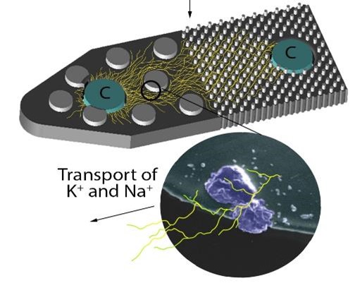 pore-scale micromel