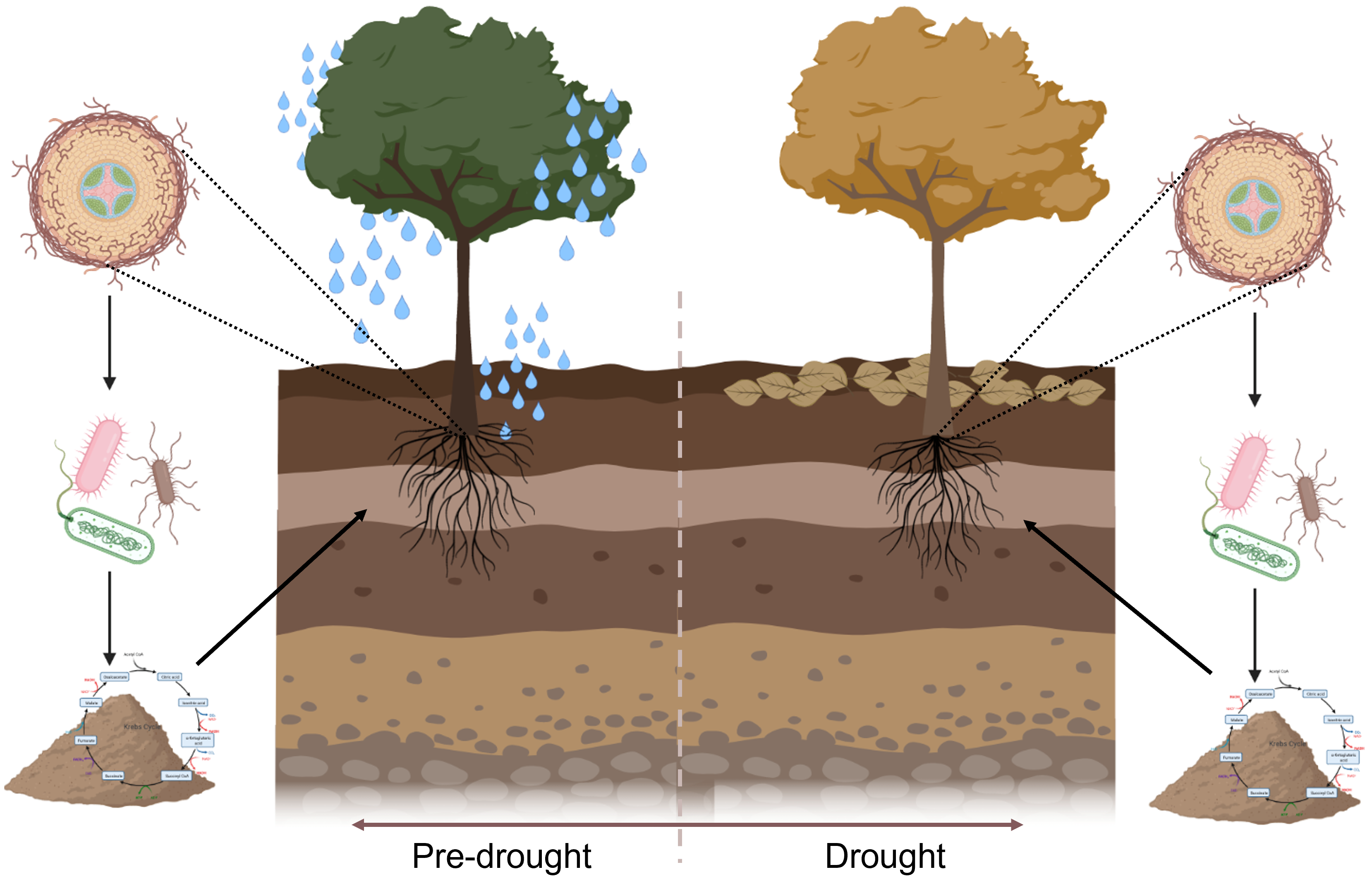 A rendering indicates how a plant interacts with the rhizosphere during drought conditions compared with normal rainfall. The left side of the image shows a tree receiving rain and the right side shows a tree during drought conditions. Both sides indicate pull-outs of microbes and bacteria and how they interact as part of a system.