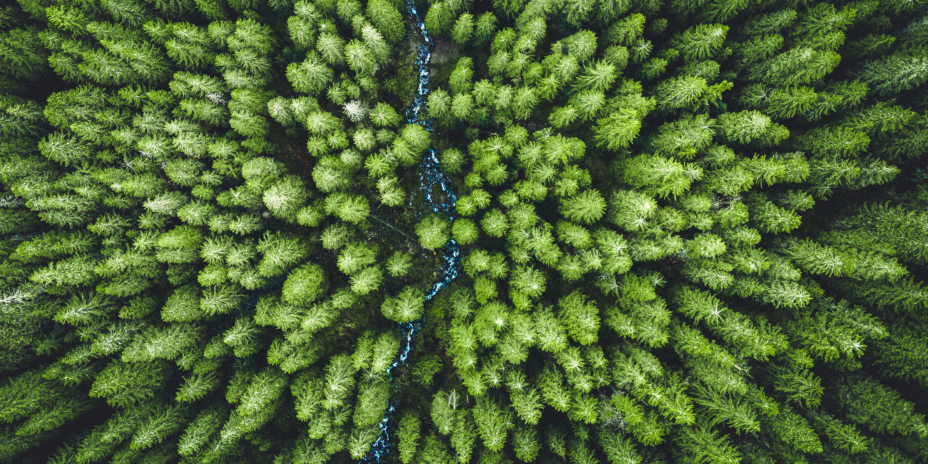 aerial view of trees