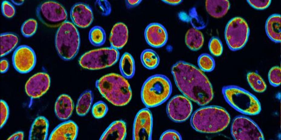 Organic-Nitrogen/carbon-13 ratios in a biofuel producing yeast culture