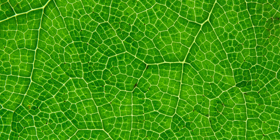 plant cells