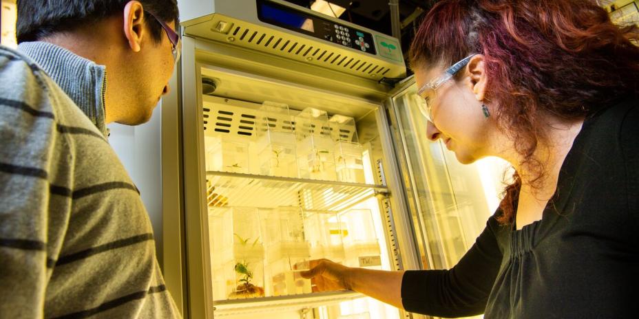 Plant growth chamber