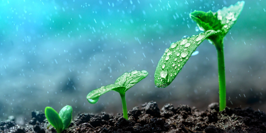 plants in rain