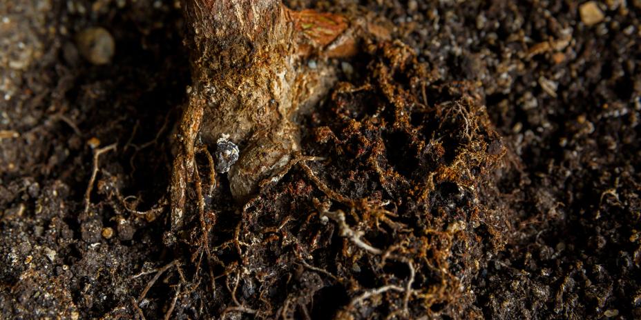 soil root microbe