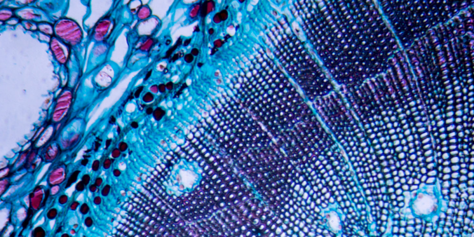 microscopic images