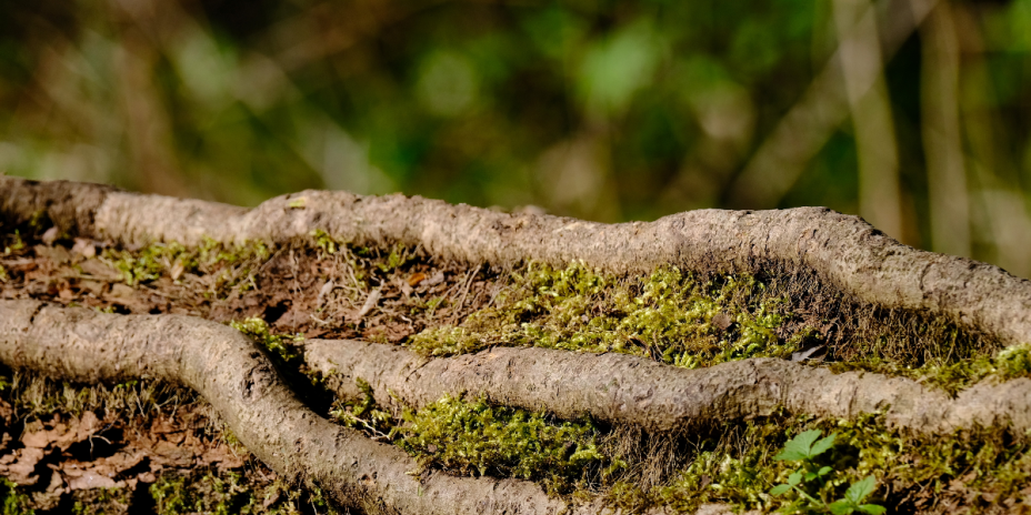 tree branches and moss