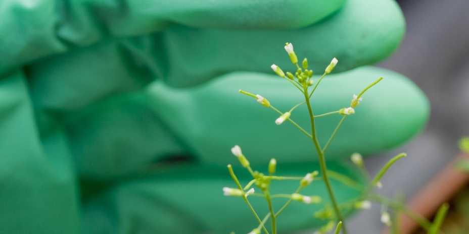 flowering plant photo