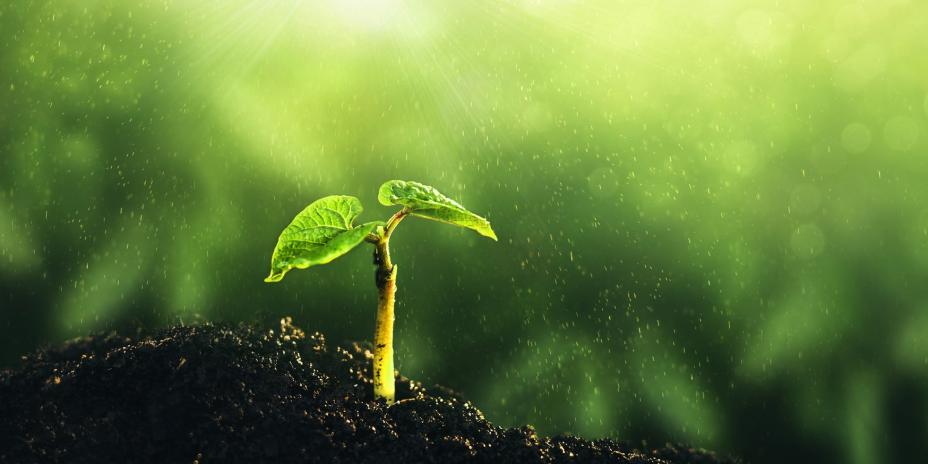 leaf in soil